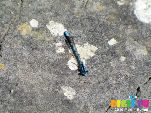 SX14210 Damselfly (Enallagma cyathigerum) on rock.jpg